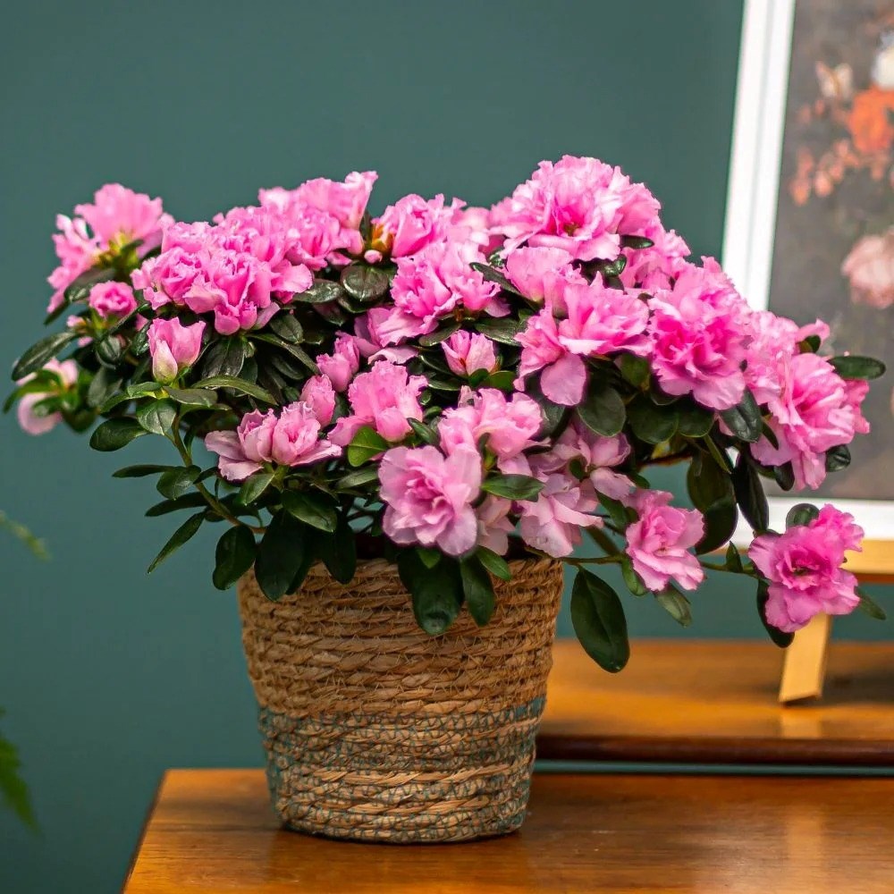Azalea Flandresse Pink | Indoor Azalea