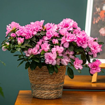 Azalea flandresse 'Pink' | Indoor Azalea