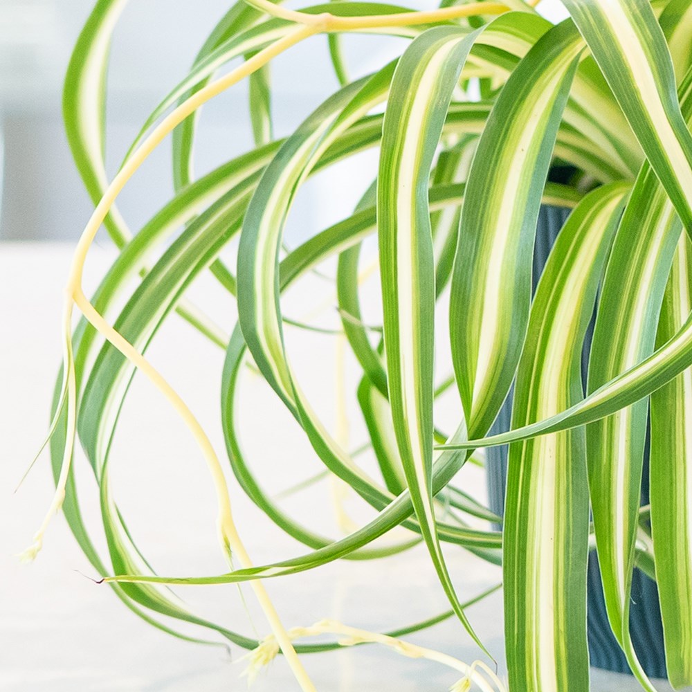 Chlorophytum Comosum Bonnie | Variegated Spider Plant 