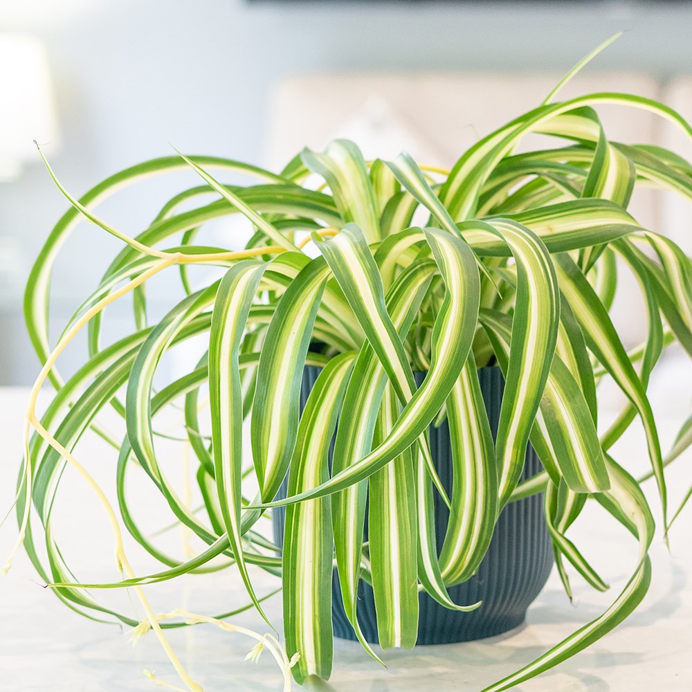 Chlorophytum Comosum Bonnie | Variegated Spider Plant 