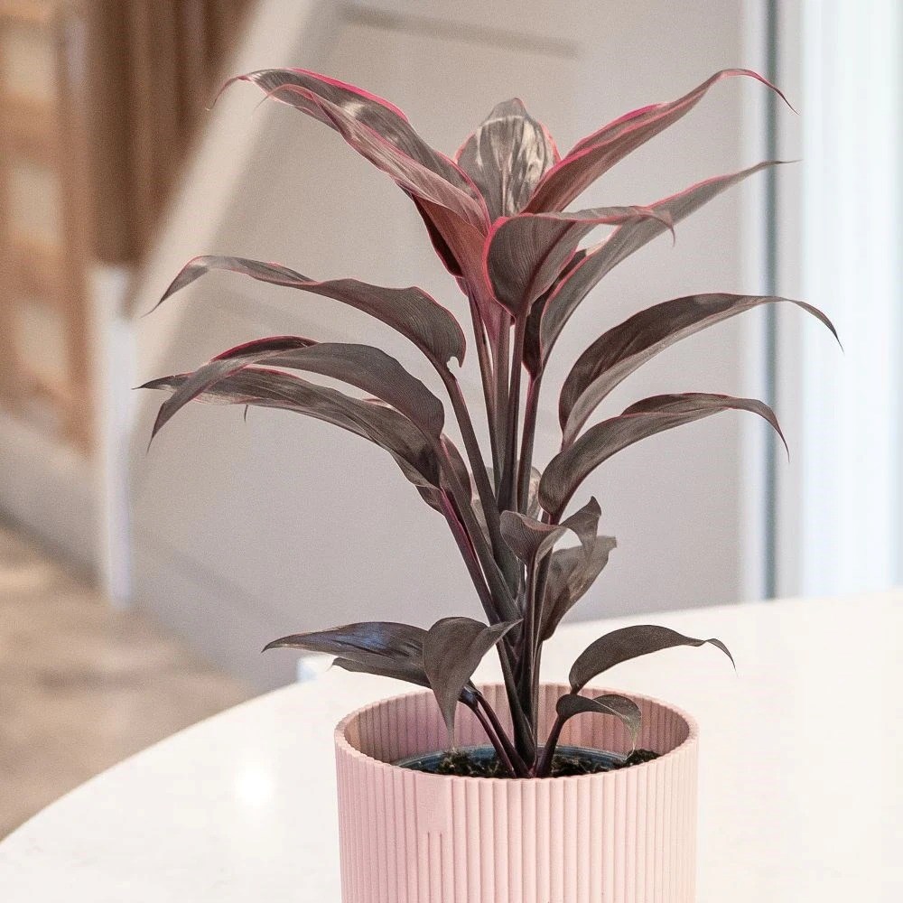 Cordyline Fruticosa Mambo | Good Luck Plant