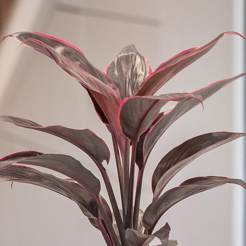 Cordyline Fruticosa Mambo | Good Luck Plant