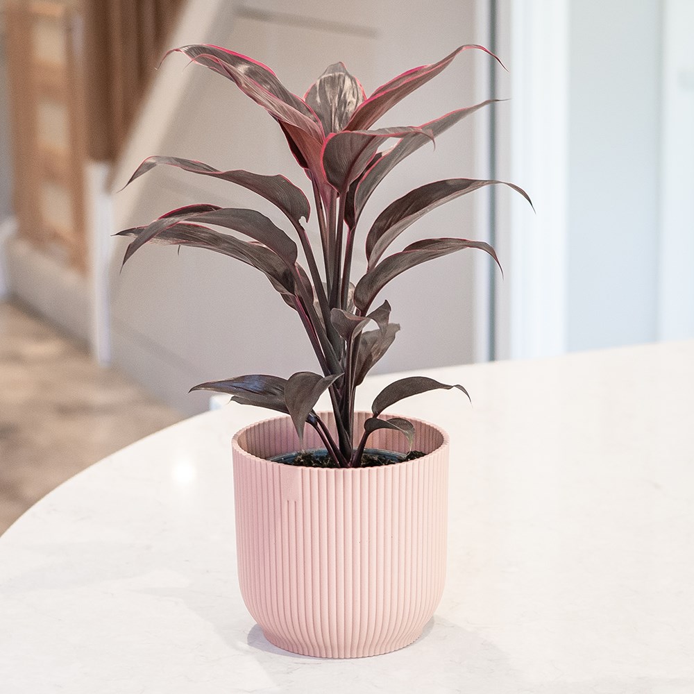 Cordyline Fruticosa Mambo | Good Luck Plant