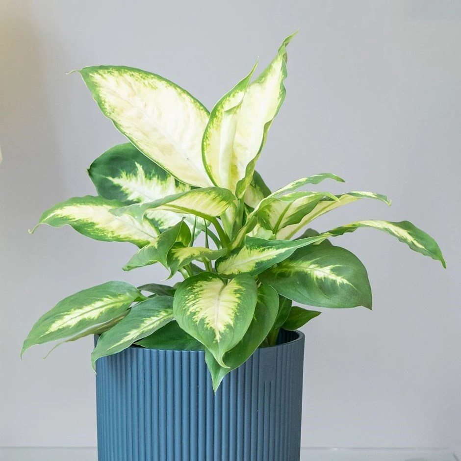 Dieffenbachia Compacta | Dumb Cane