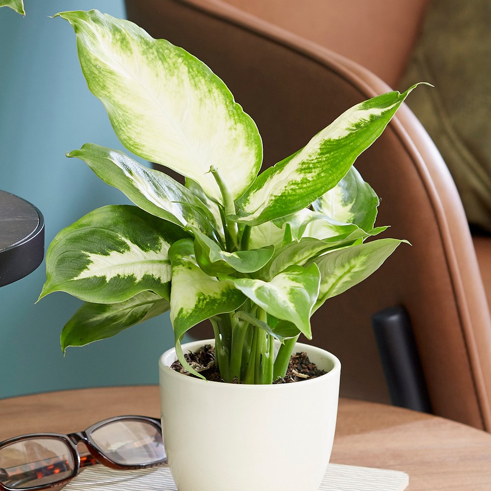 Dieffenbachia Compacta | Dumb Cane