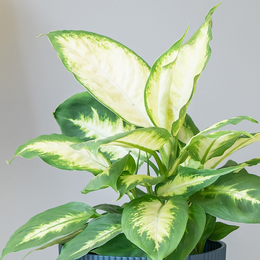 Dieffenbachia Compacta | Dumb Cane
