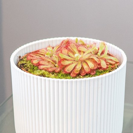 Drosera aliciae | Princess Alices Sundew (syn. Drosera curviscapa)