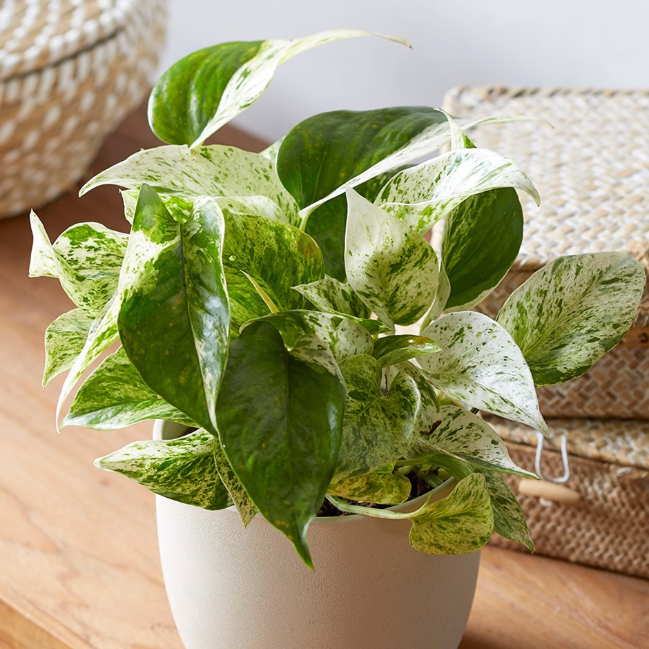 Epipremnum Pinnatum Marble Queen | Devil’s Ivy 
