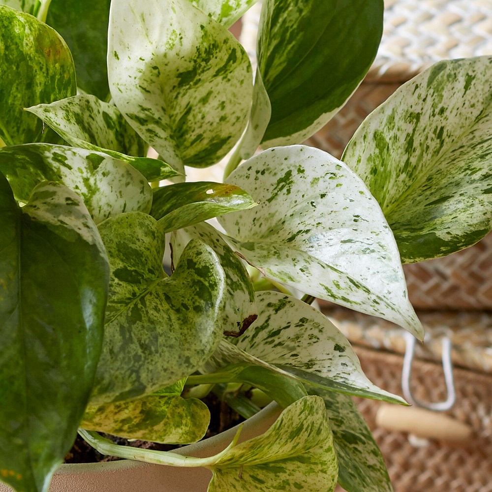 Epipremnum Pinnatum Marble Queen | Devil’s Ivy 