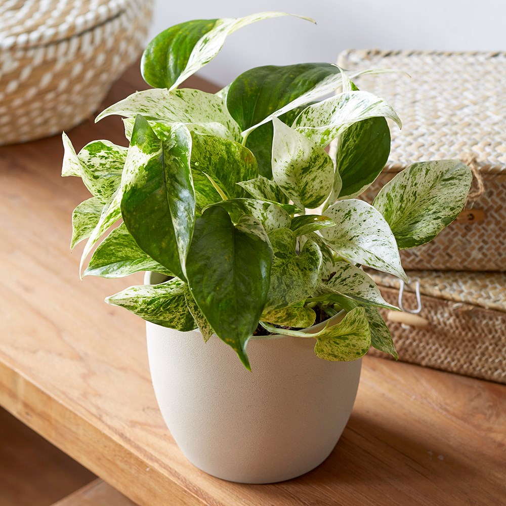 Epipremnum Pinnatum Marble Queen | Devil’s Ivy 