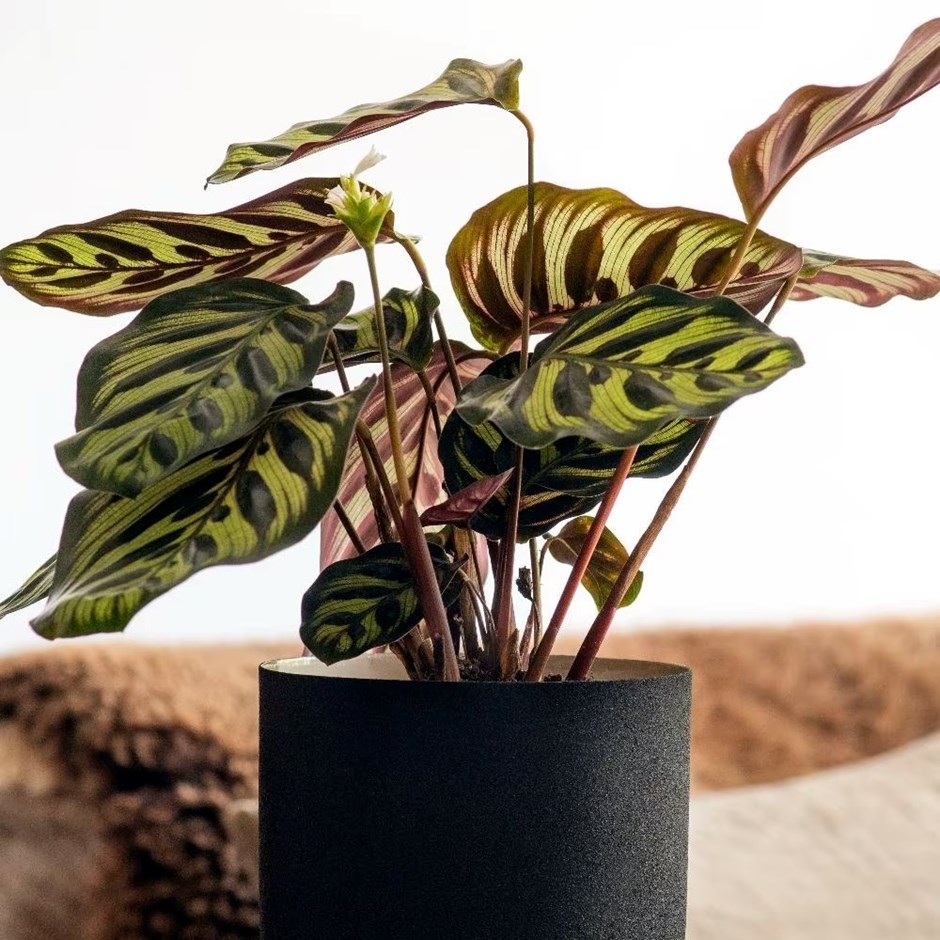 Goeppertia makoyana | Calathea or Peacock Plant