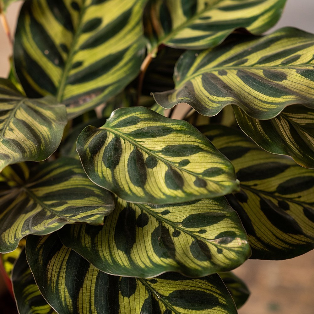 Goeppertia makoyana | Calathea or Peacock Plant