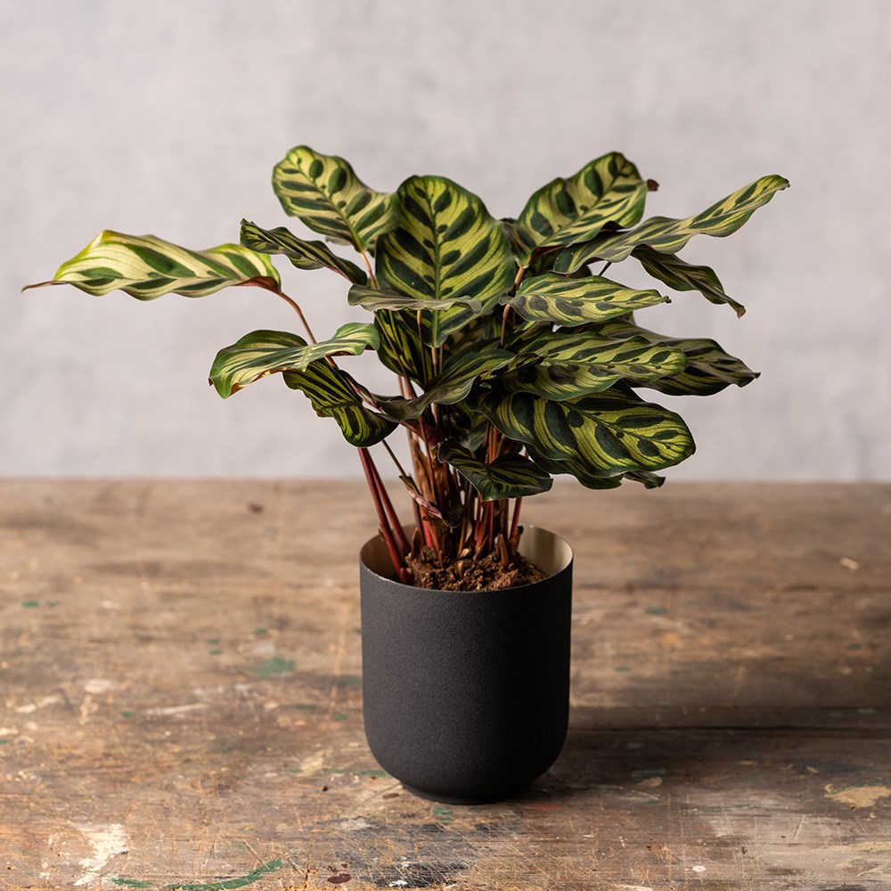 Goeppertia makoyana | Calathea or Peacock Plant