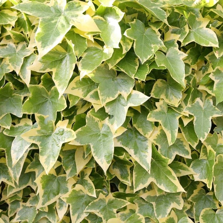 Hedera Helix Goldchild | English Ivy Or Common Ivy