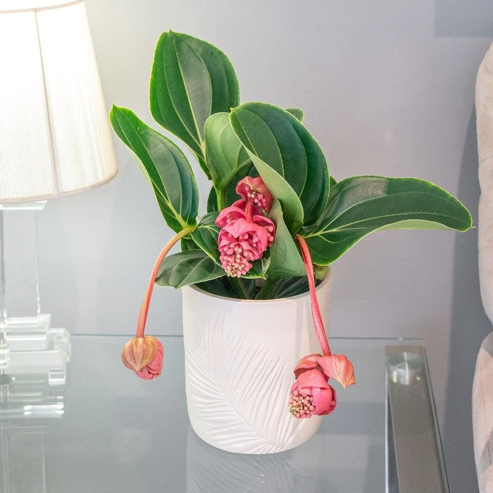 Medinilla Magnifica Lambada | Rose Grape