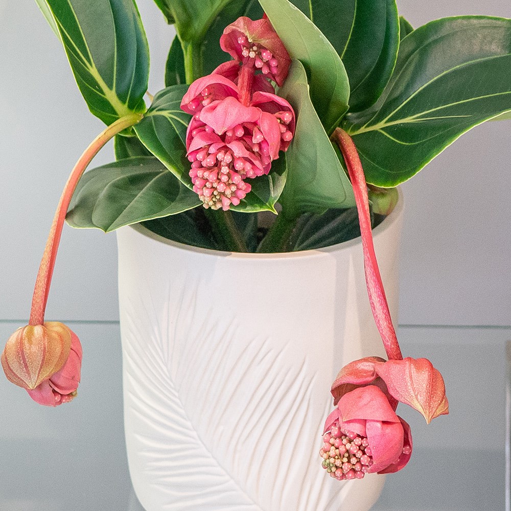 Medinilla Magnifica Lambada | Rose Grape