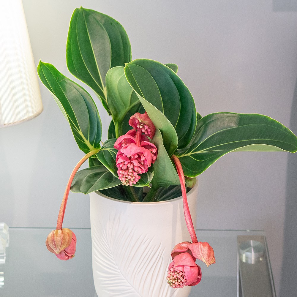 Medinilla Magnifica Lambada | Rose Grape