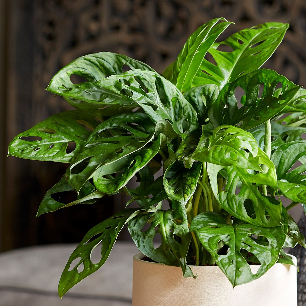 Monstera Monkey Leaf | Mini Swiss Cheese Plant