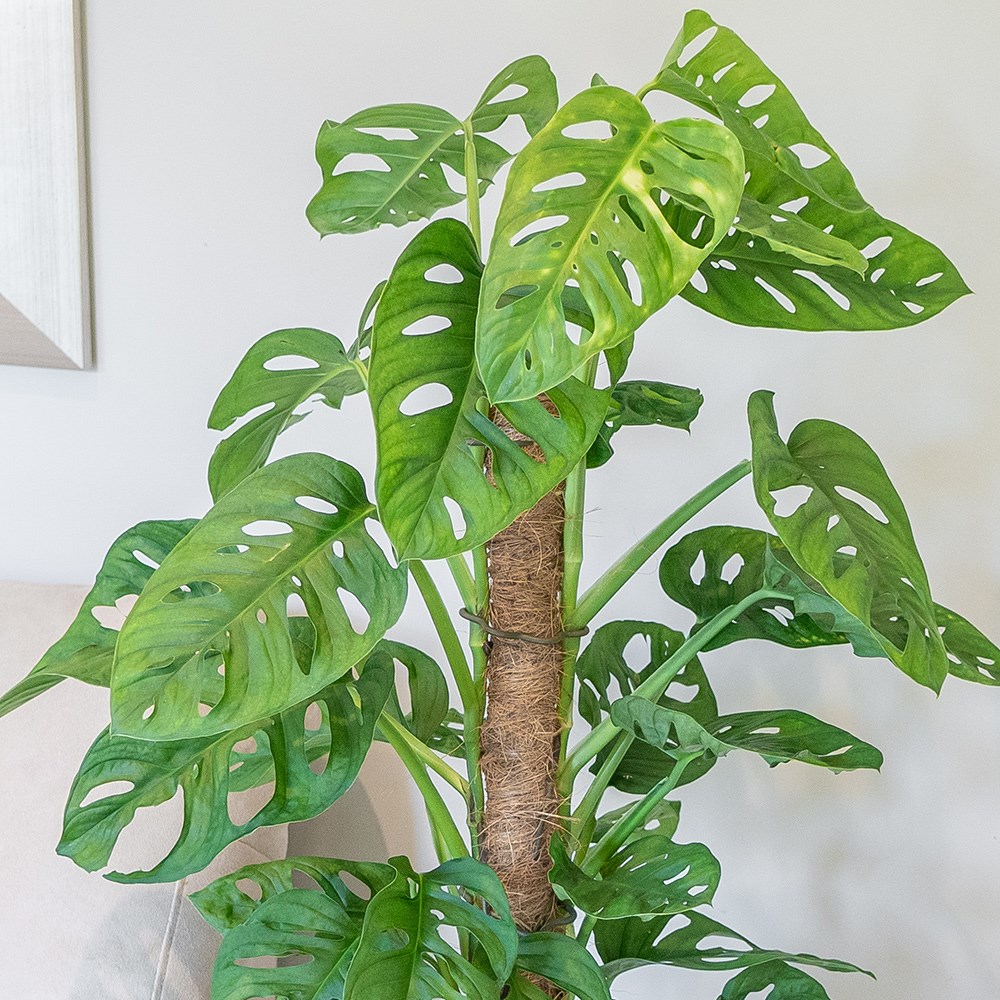 Monstera Monkey Leaf | Mini Swiss Cheese Plant