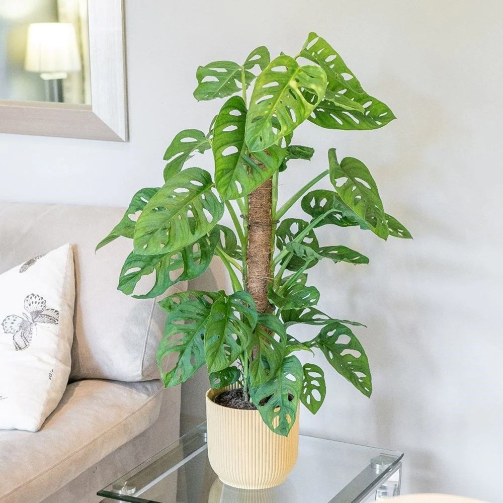 Monstera Monkey Leaf | Mini Swiss Cheese Plant