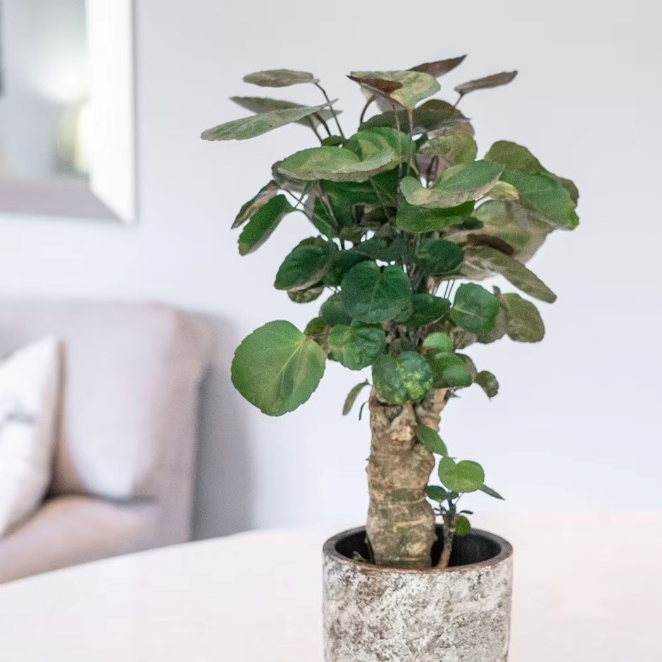 Polyscias Fabian | Fabian Aralia