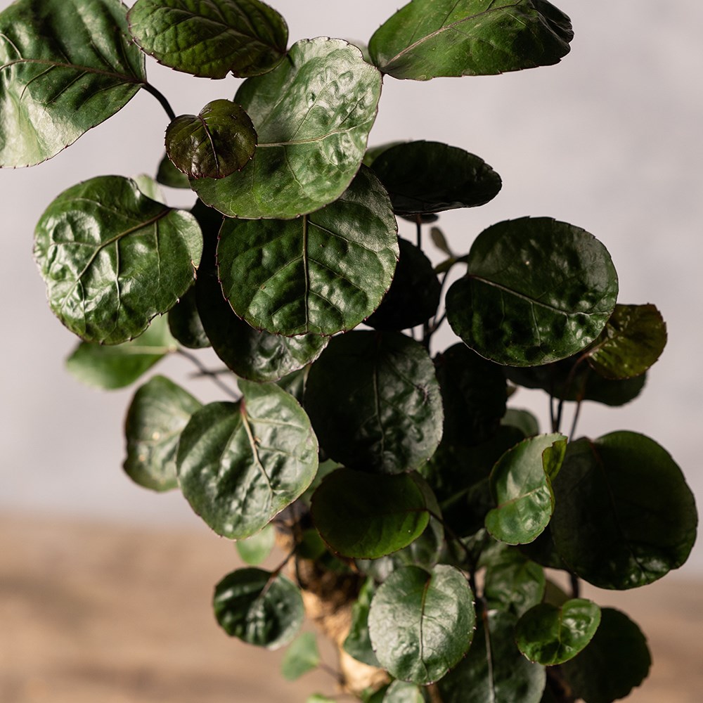 Polyscias Fabian | Fabian Aralia