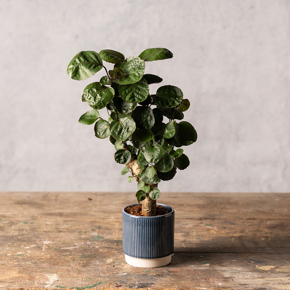 Polyscias Fabian | Fabian Aralia