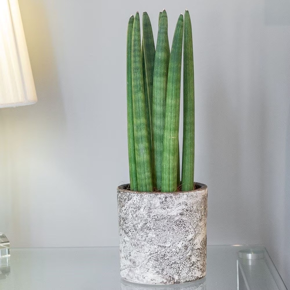 Sansevieria Cylindrica Straight | Snake Plant