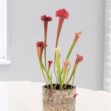 Sarracenia Juthatip Soper | Fly Killing Pitcher Plant