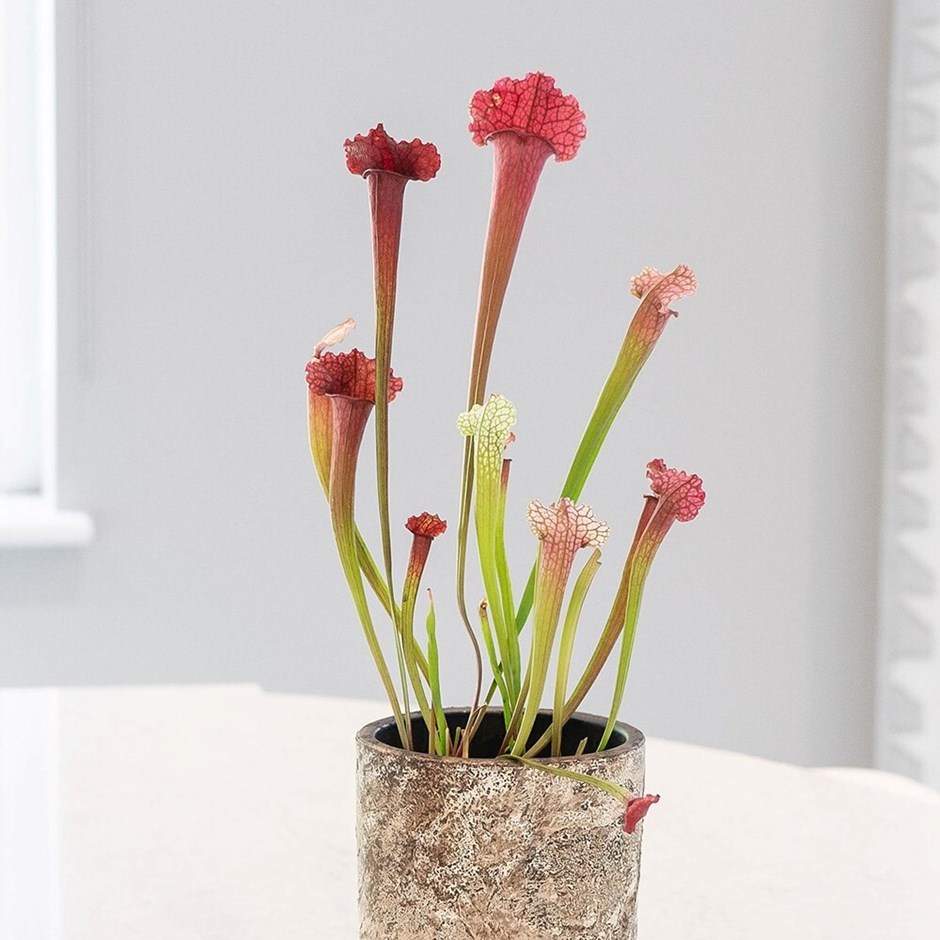 Sarracenia Juthatip Soper | Fly Killing Pitcher Plant