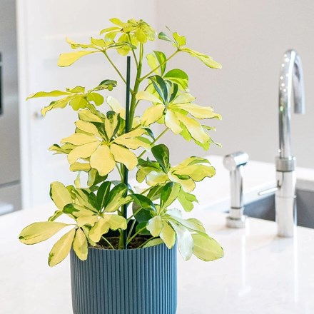 Schefflera arboricola Melanie | Umbrella Tree