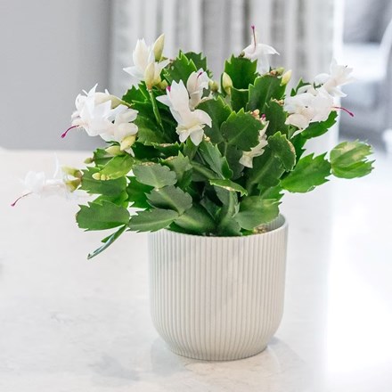 Schlumbergera Malissa | Christmas Cactus White-flowered