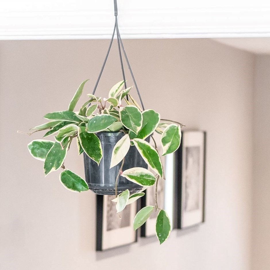 Hoya carnosa Krimson Queen | Wax Plant or Wax Flower