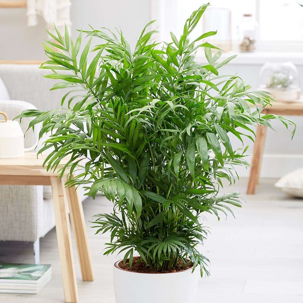 Chamaedorea Elegans | Parlour Palm Or Dwarf Mountain Palm
