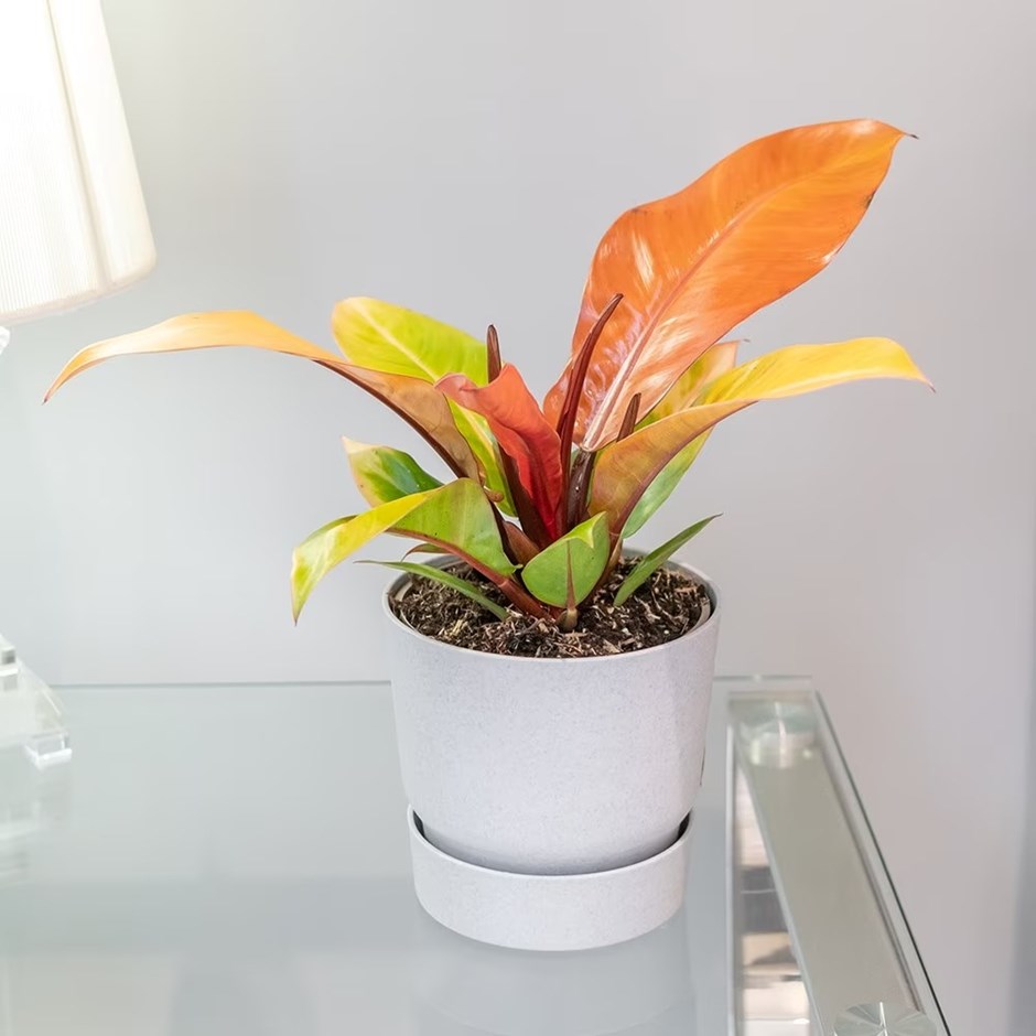 Philodendron Prince Of Orange | Sweetheart Plant Or Heart-Leaf