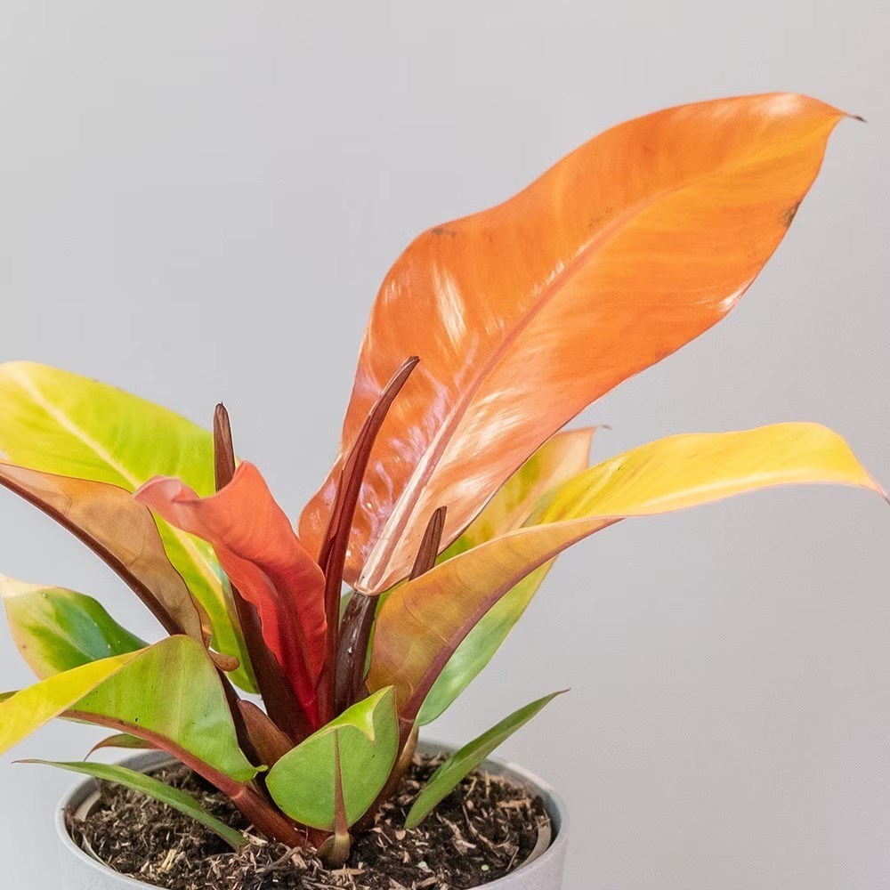 Philodendron Prince Of Orange | Sweetheart Plant Or Heart-Leaf