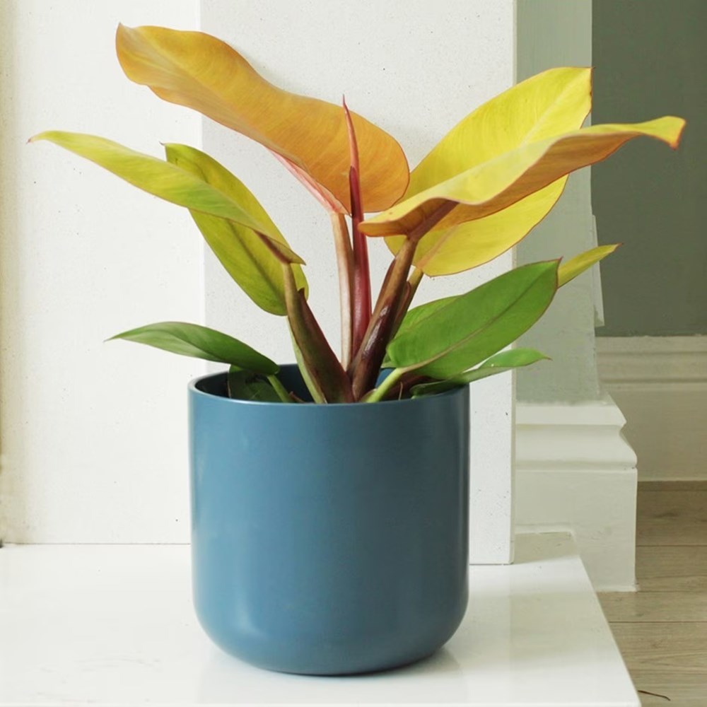 Philodendron Prince Of Orange | Sweetheart Plant Or Heart-Leaf