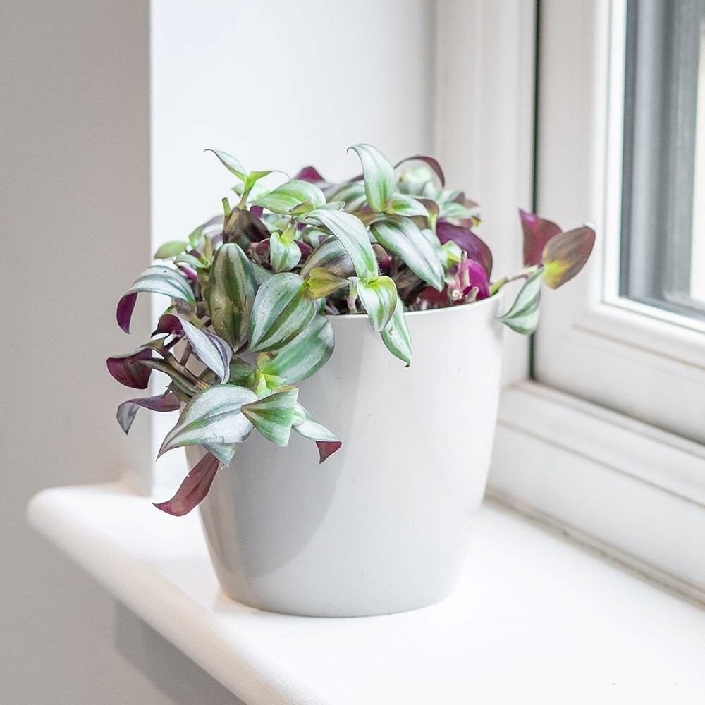 Tradescantia Zebrina | Silver Inch Plant