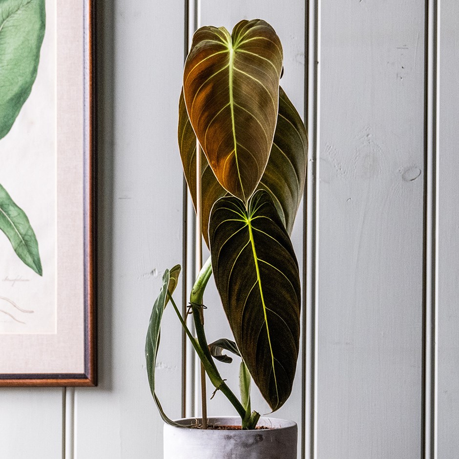 Philodendron Melanochrysum | Black-Gold Philodendron