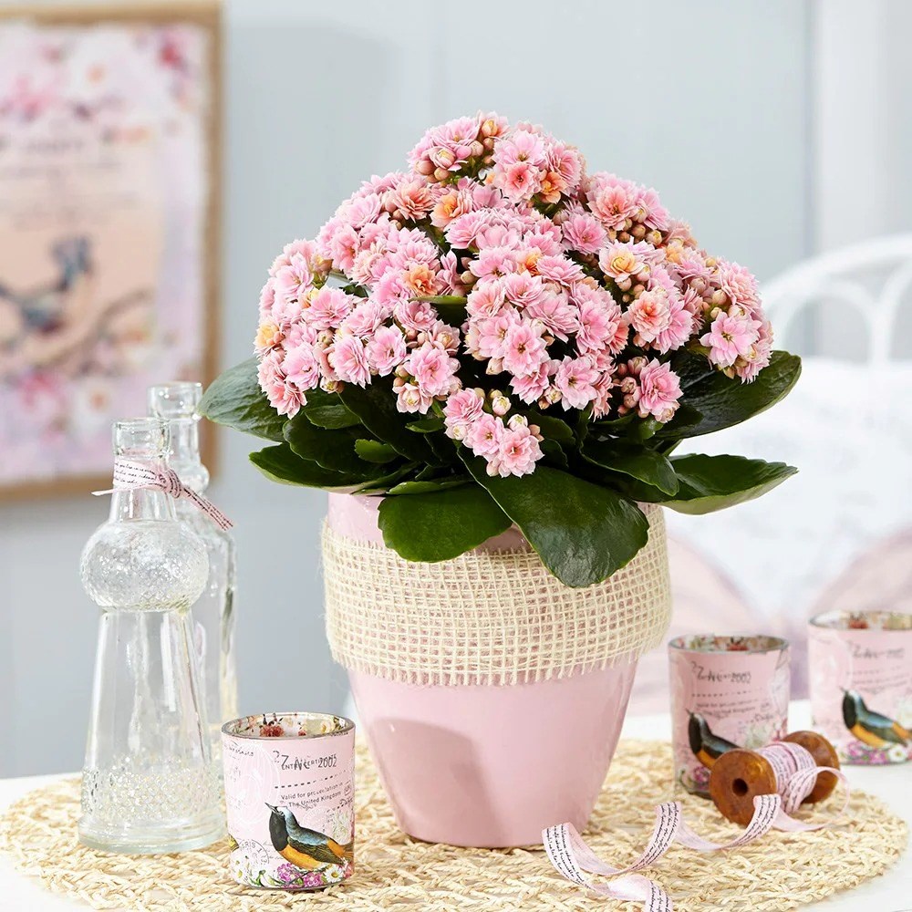 Kalanchoe Serenity Bicolour Pink