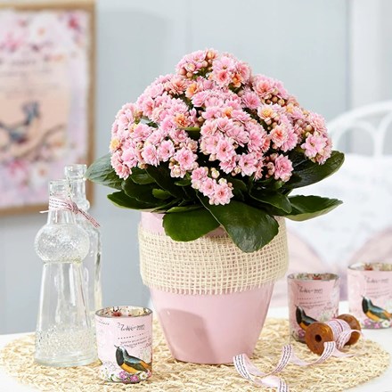 Kalanchoe Serenity Bicolour Pink