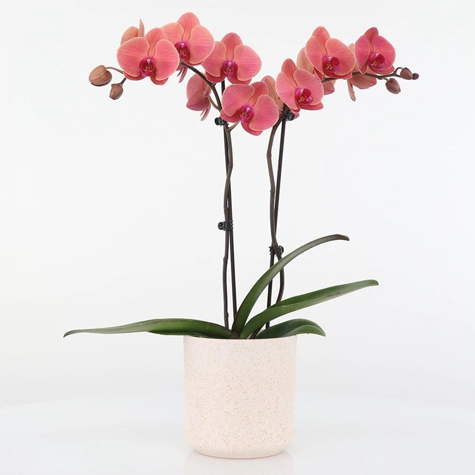 Phalaenopsis Asian Coral | Moth Orchid