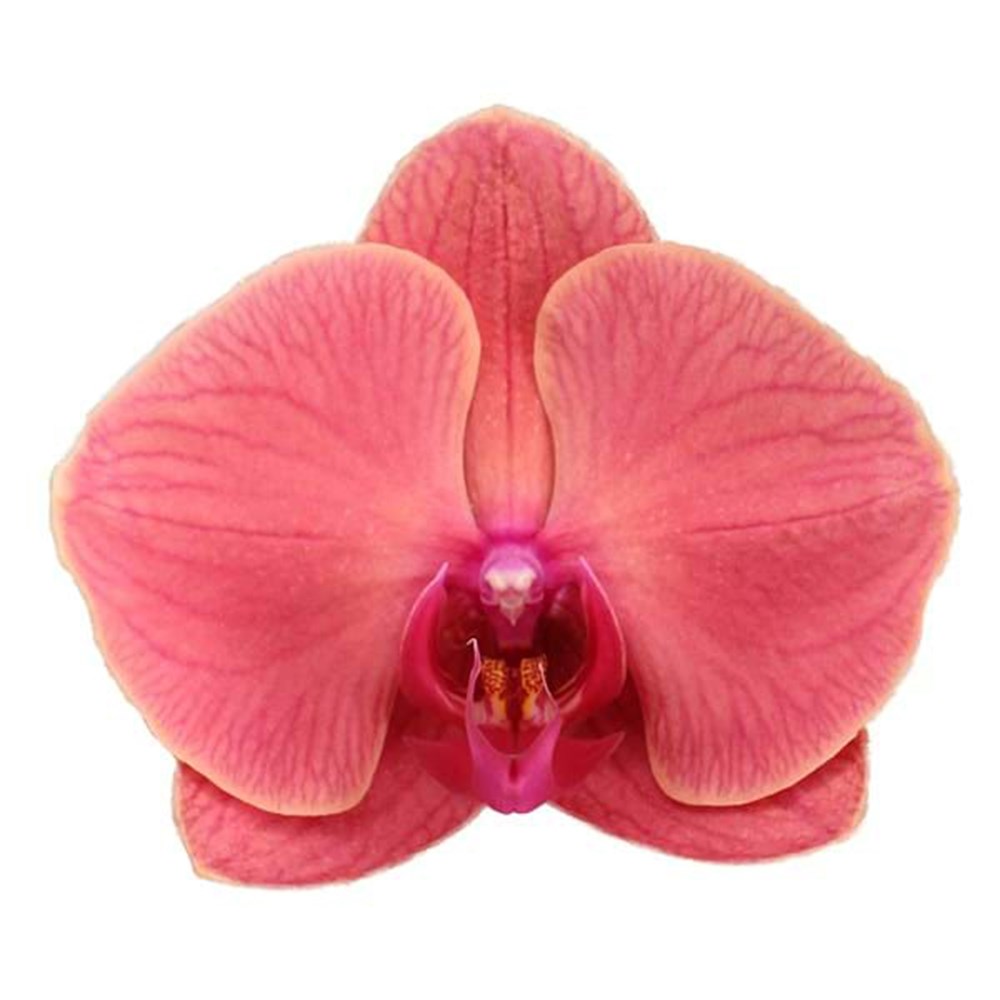 Phalaenopsis Asian Coral | Moth Orchid