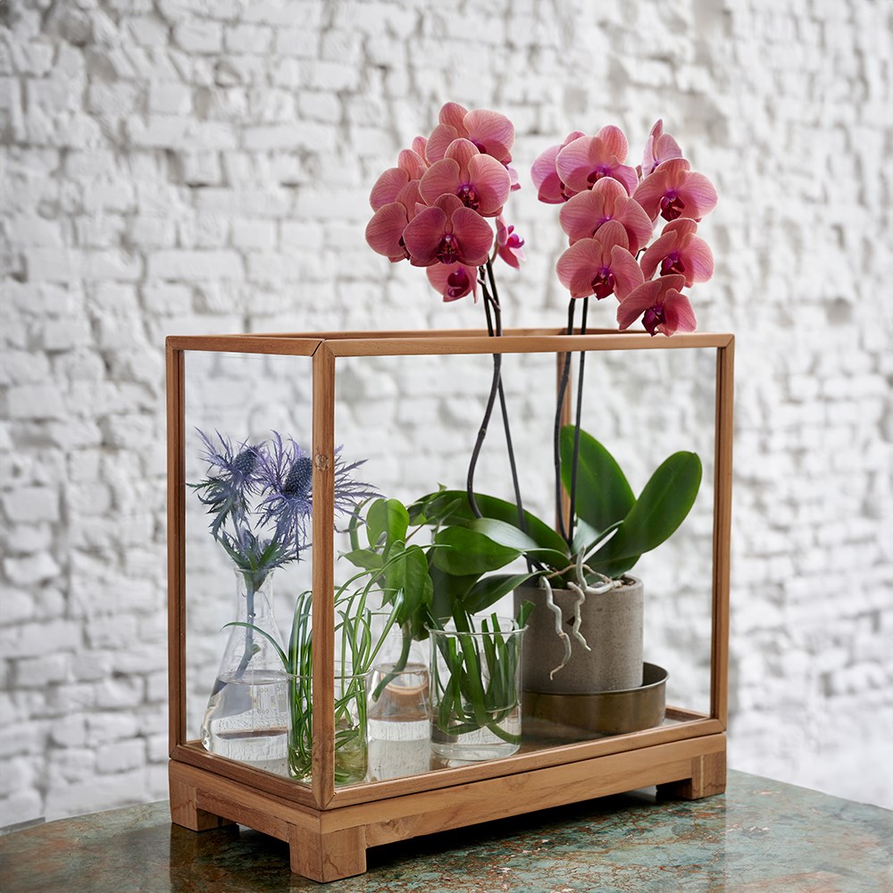 Phalaenopsis Asian Coral | Moth Orchid