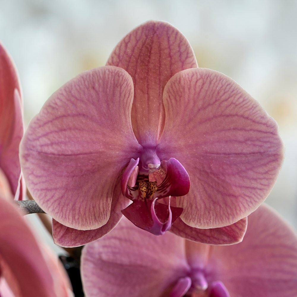 Phalaenopsis Asian Coral | Moth Orchid