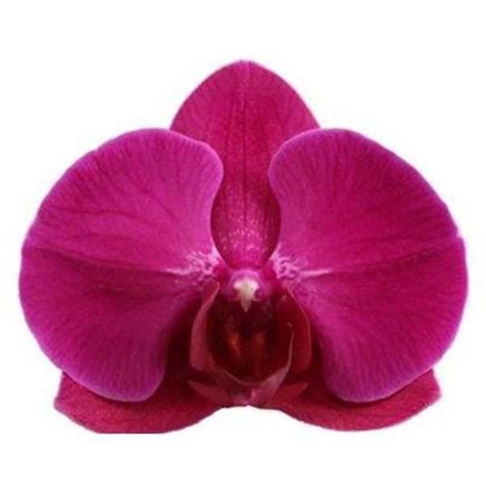 Phalaenopsis Anthura Stellenbosch | Moth Orchid