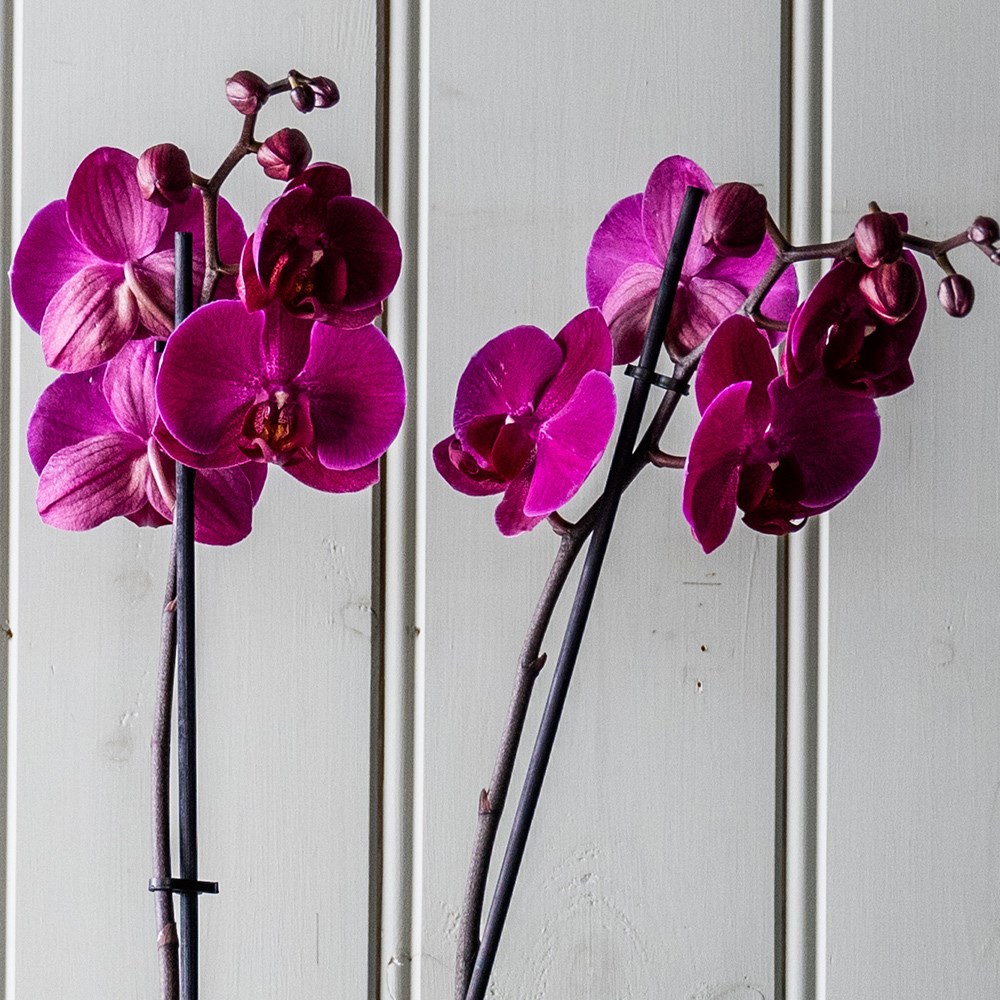 Phalaenopsis Anthura Stellenbosch | Moth Orchid