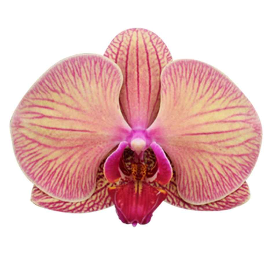 Phalaenopsis Younghome Golden Leopard | Moth Orchid