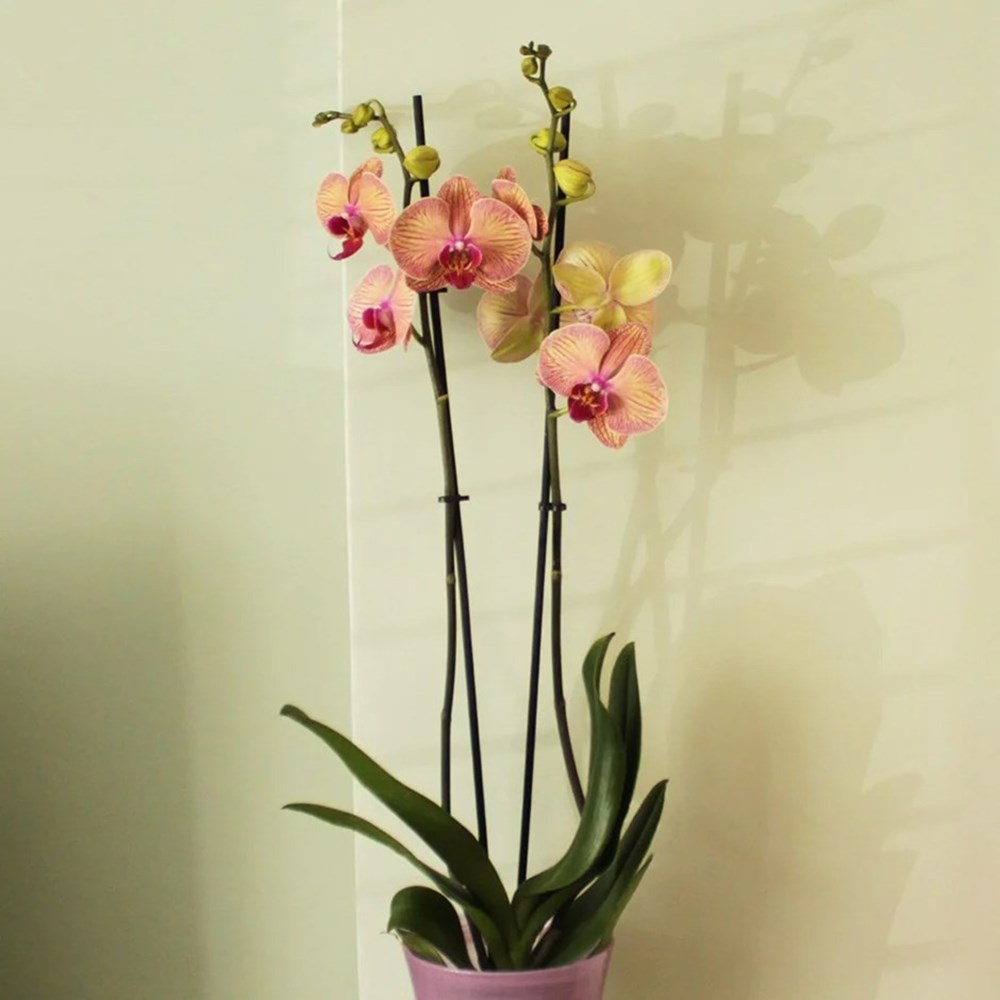 Phalaenopsis Younghome Golden Leopard | Moth Orchid