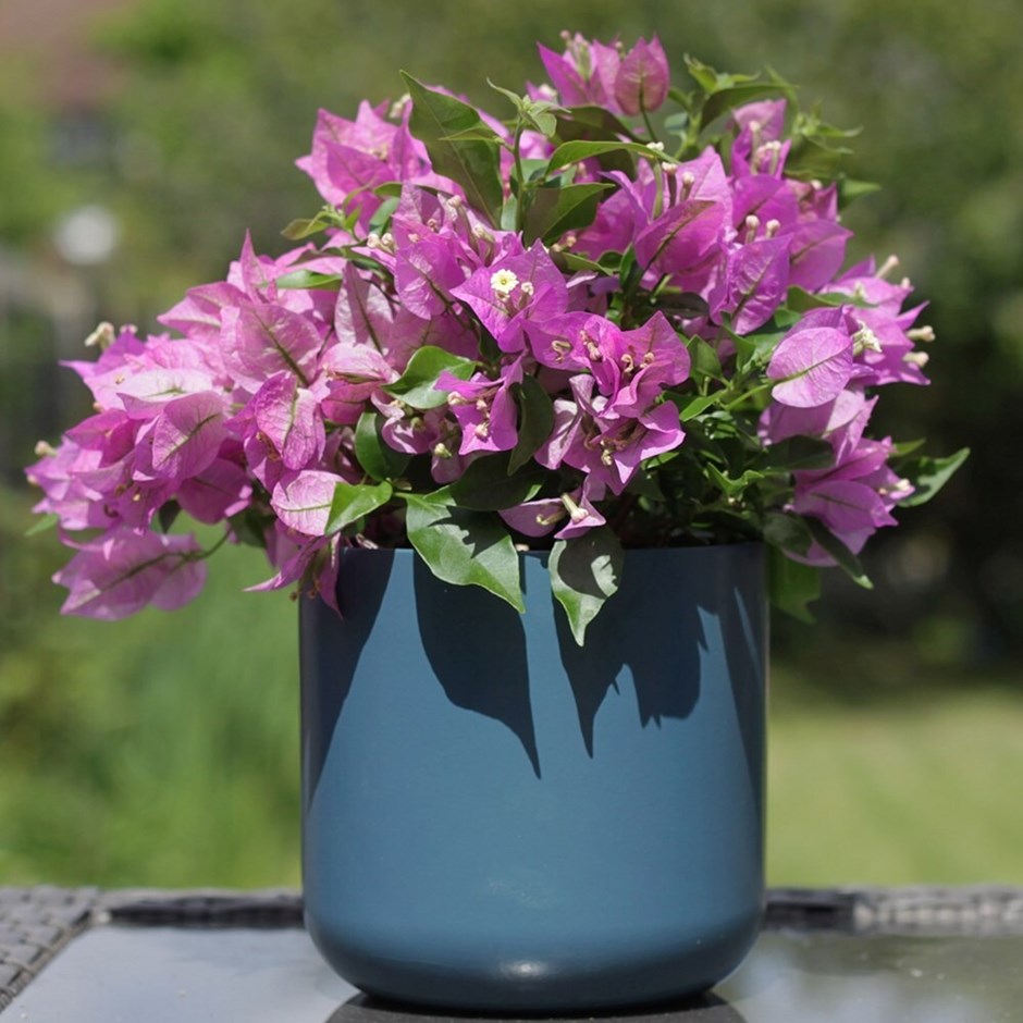 Bougainvillea Alexandra | Paperflower